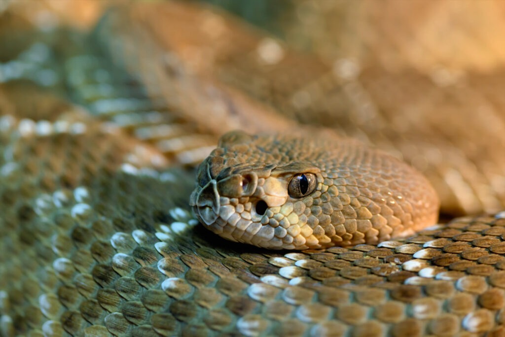 Rattlesnake Chili